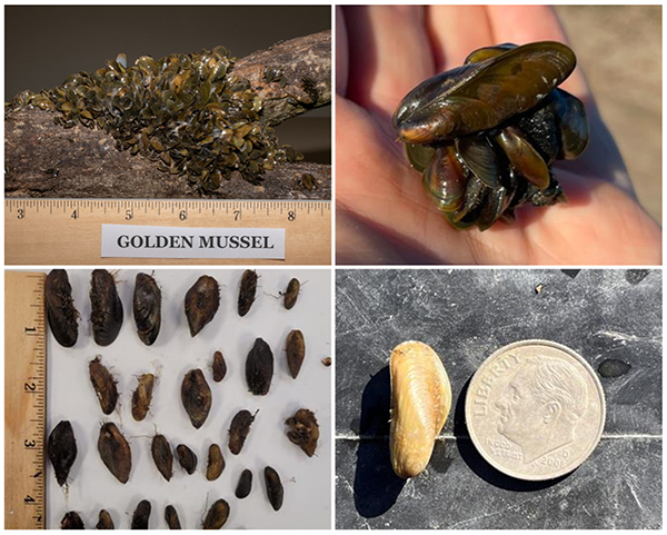 Photos of golden mussels recently discovered in the Sacramento-San Joaquin Delta. Photos from California Dept. of Fish and Wildlife.